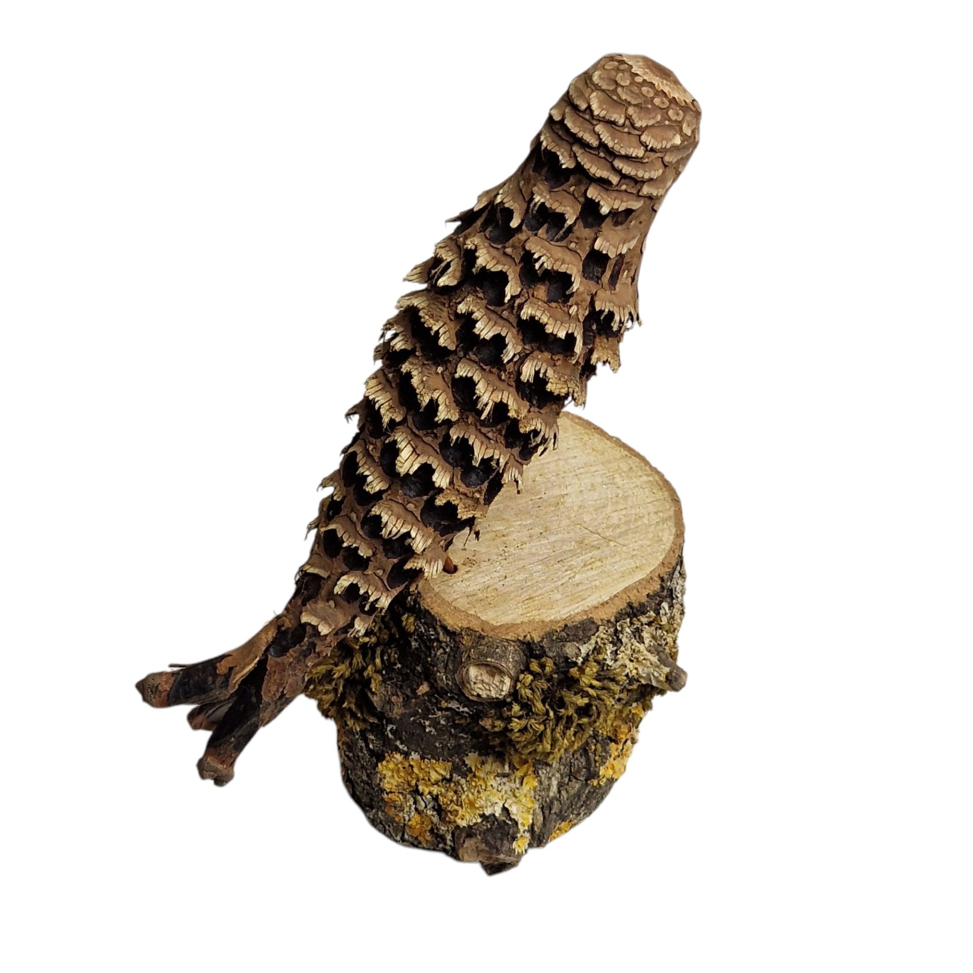 Mocho Artesanal em Pinha sobre Base de Madeira Natural